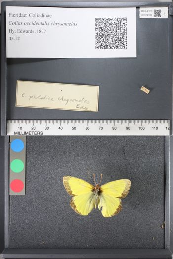 Media type: image;   Entomology 124399